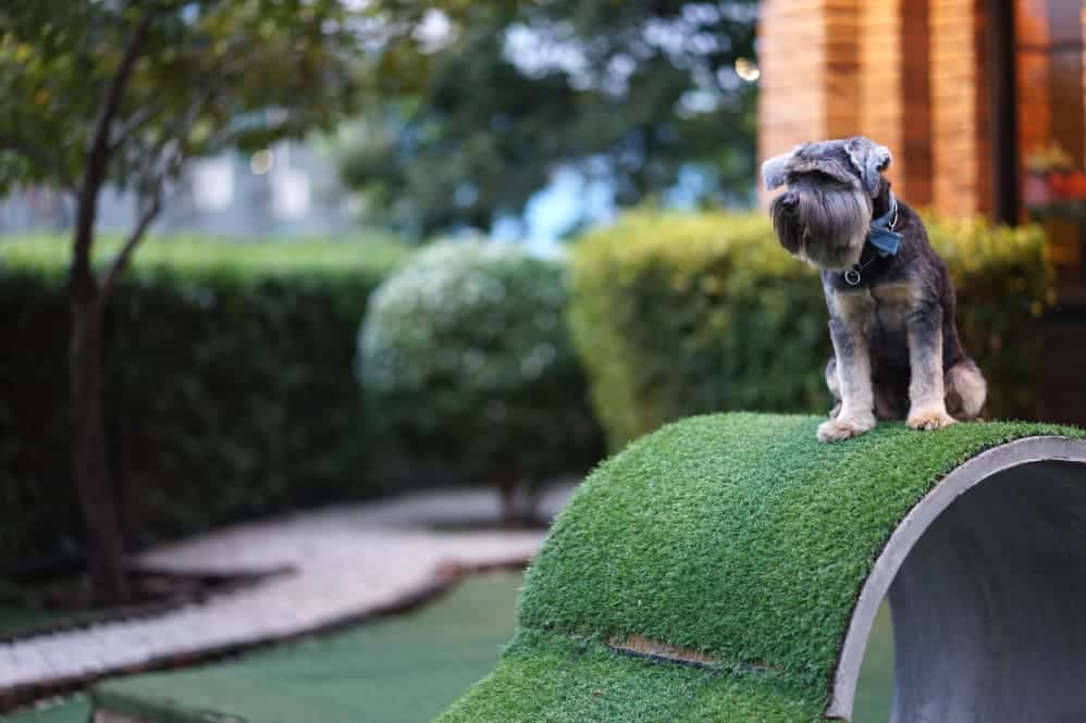Little mixed breed terrier dog happy sitting on the concrete tube