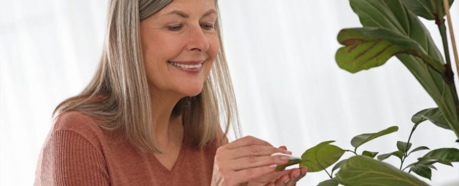 Senior woman wiping leaves of beautiful green houseplant