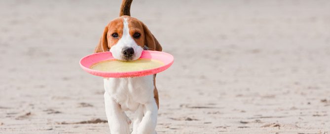 Beagle puppy playing